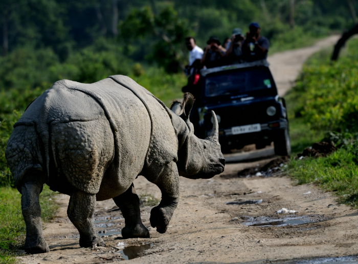  10 Things To Do In Assam