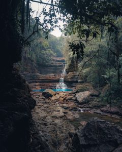 Living Root Bridges