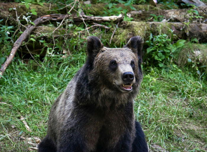 Bear image