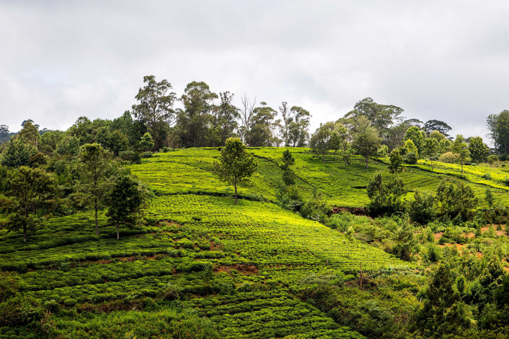 Things to do in coonoor