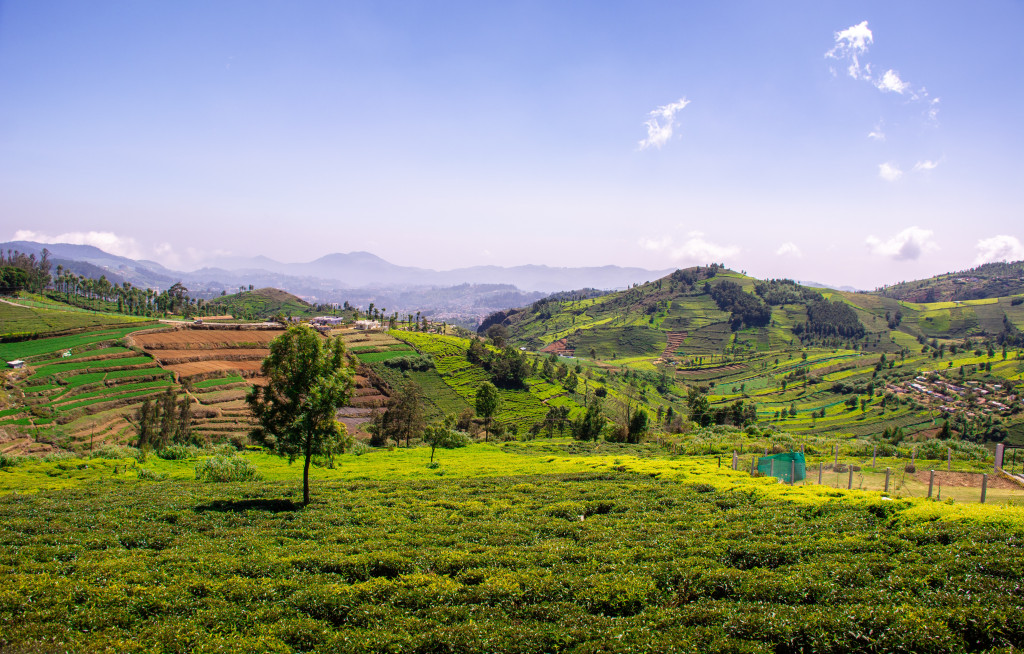 things to do in coonoor