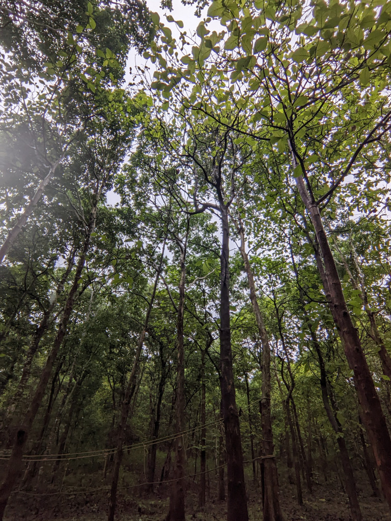 things to do in dandeli