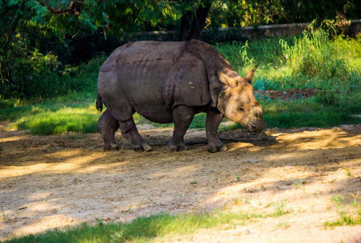 Kaziranga National Park, Assam
