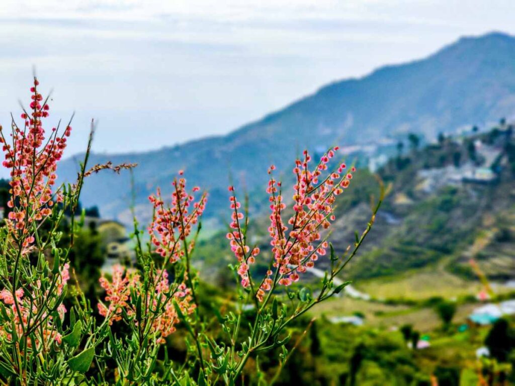 Best Hostels In Mussoorie