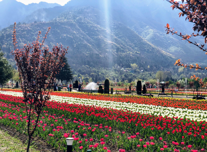 Vibrant gardens of Kashmir