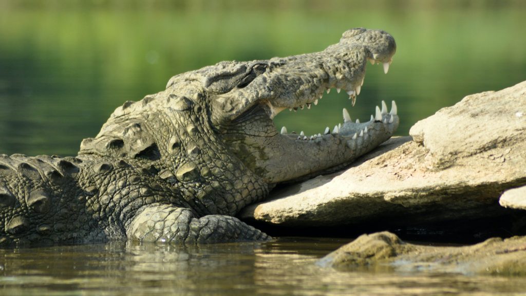 Gharial crocodile in the Kaziranga National Park