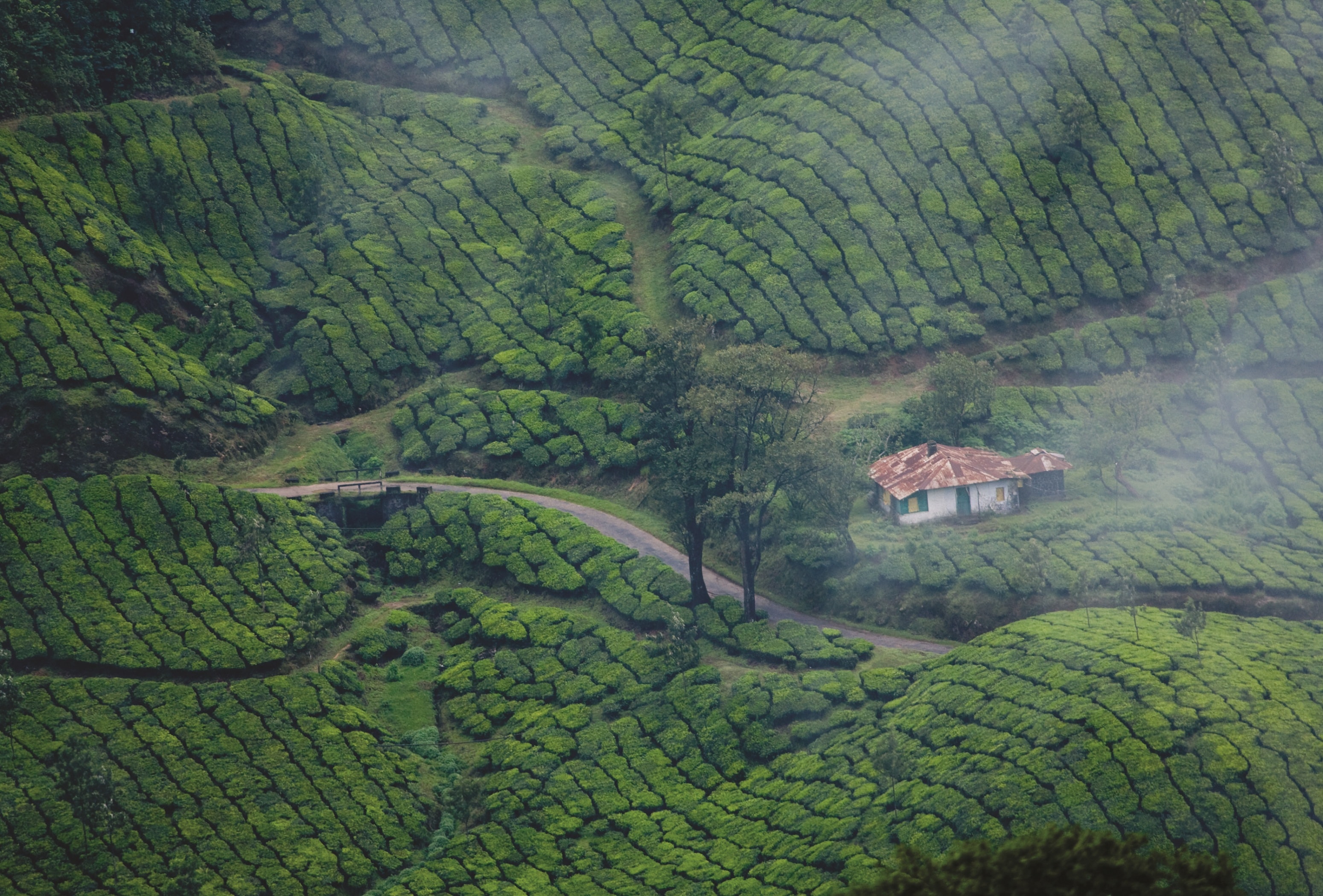 Visit Munnar for a romantic getaway in India