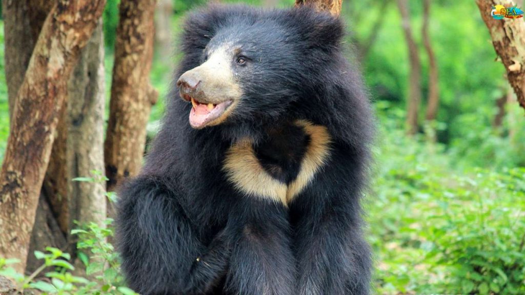 Image Credits: Sea Water Sports