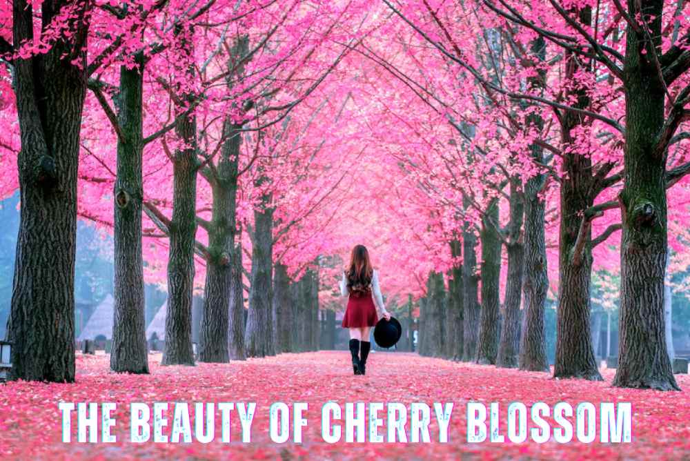 cherry Blossom