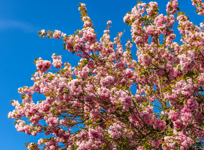 Cherry blossom in India