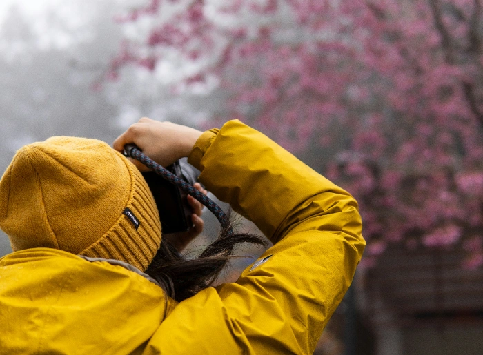 Cherry blossom in Taiwan
