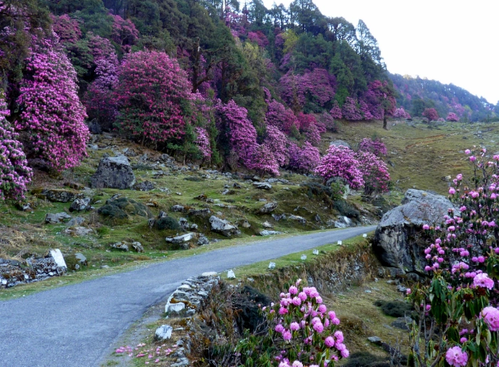 Pink Rhododendron in Chopta