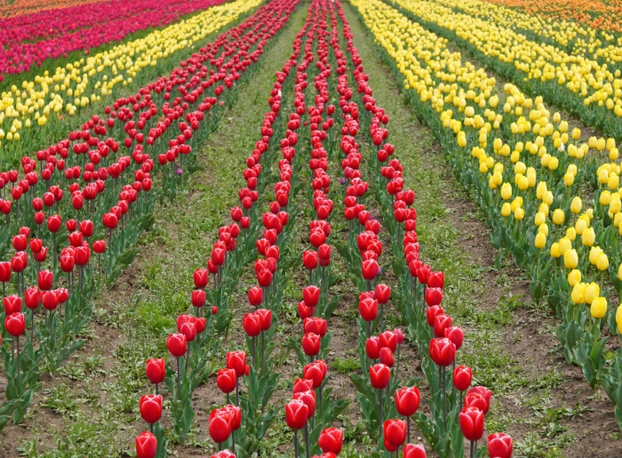 Tulip Garden in Srinagar