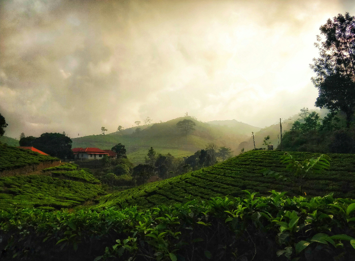 Tea estates in Kerala