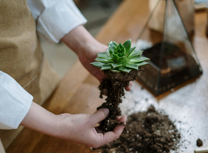 Terrarium Making Workshop