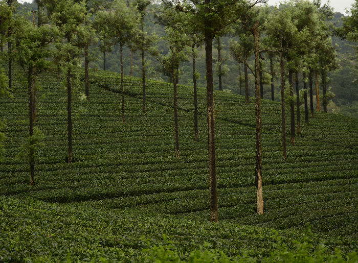 Valparai in South India