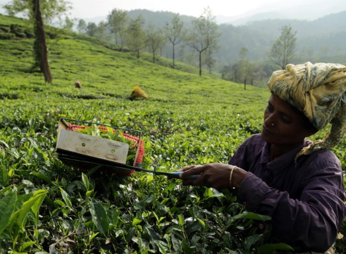 Wayanad tea estates