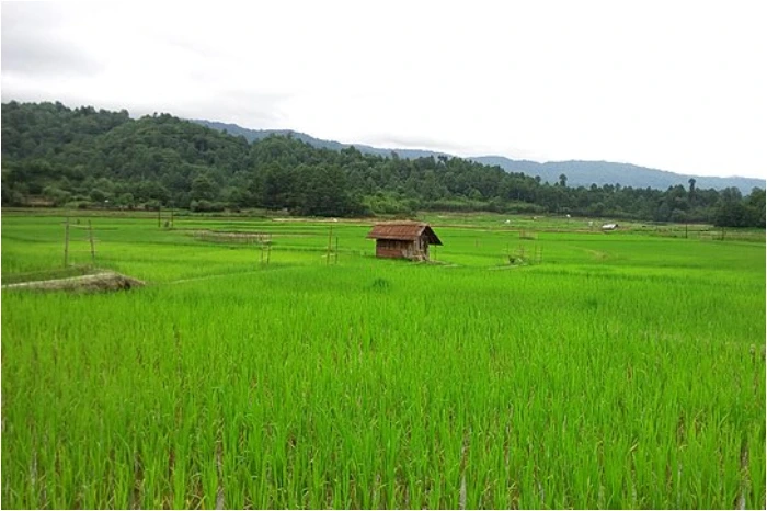 Where Is The Ziro Festival Held