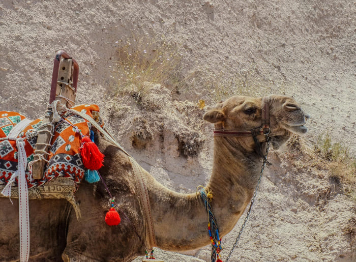 The Pushkar Fair 2025