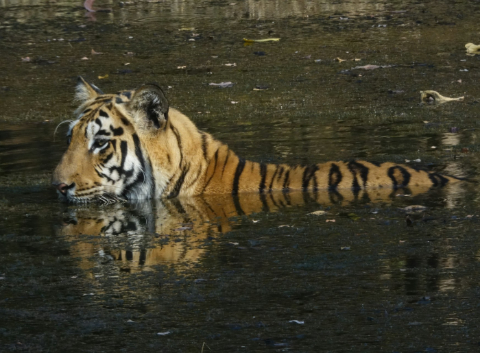 How Many Safaris To Do In Tadoba