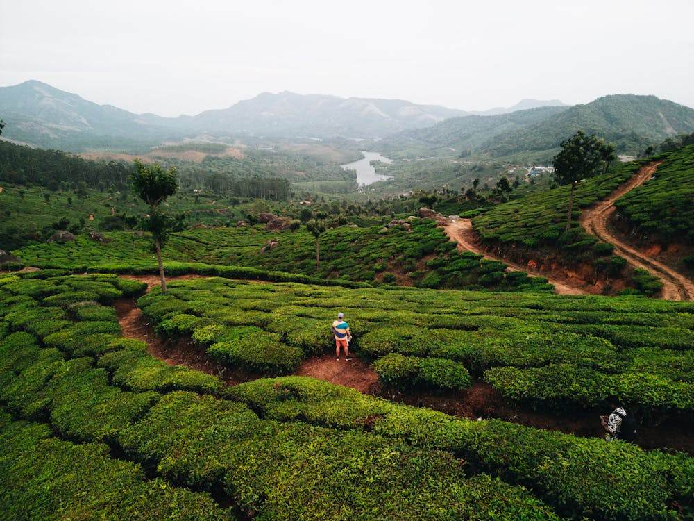 Munnar Honeymoon