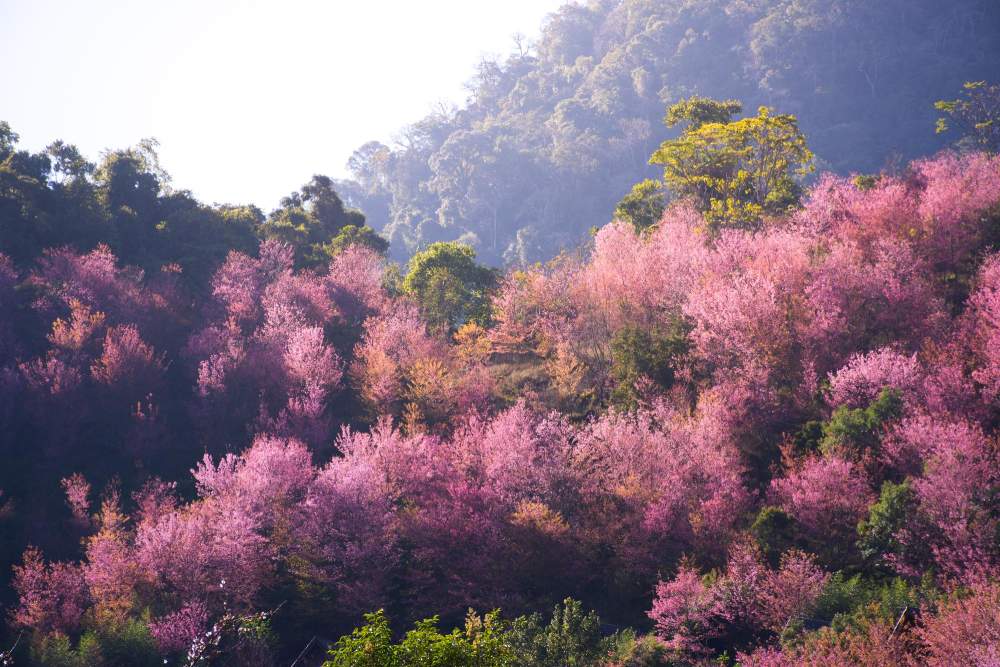 Nagaland Cherry Blossom Festival