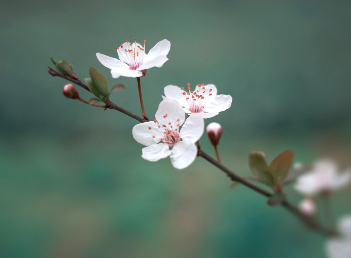Nagaland Cherry Blossom Season