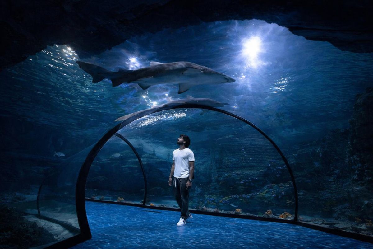 the national aquarium abu dhabi ticket price