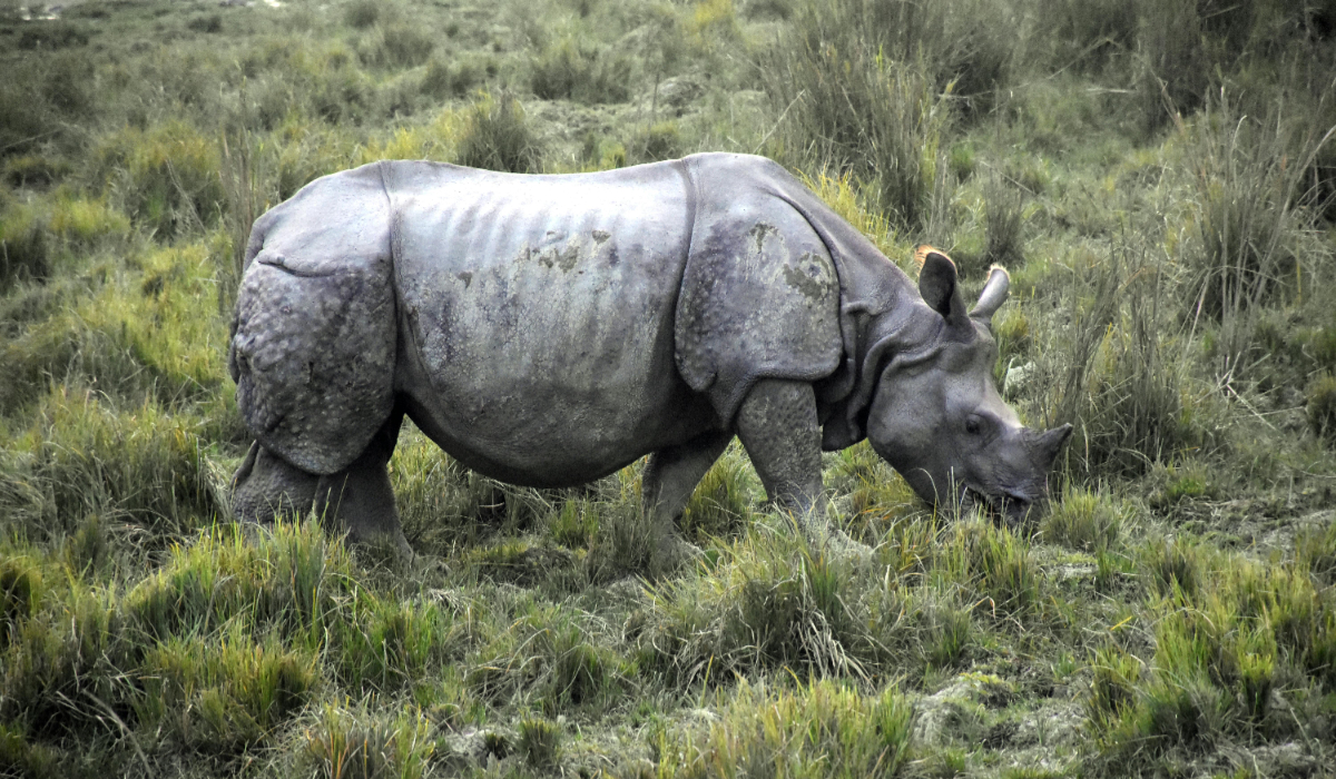Experiencing The Kaziranga National Park