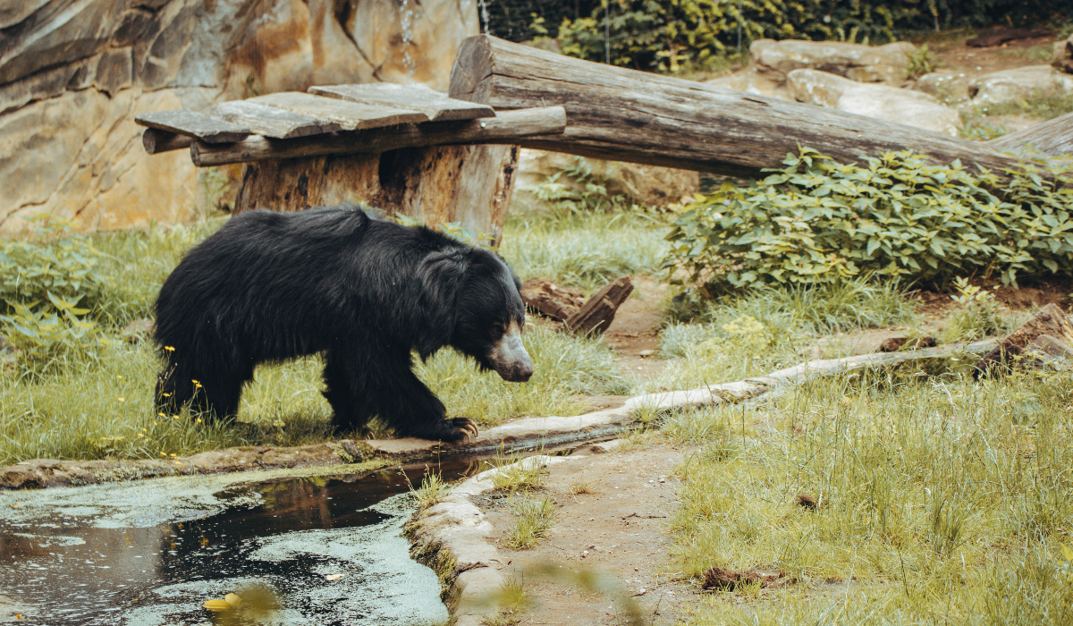 Visiting The Wildlife SOS In Agra