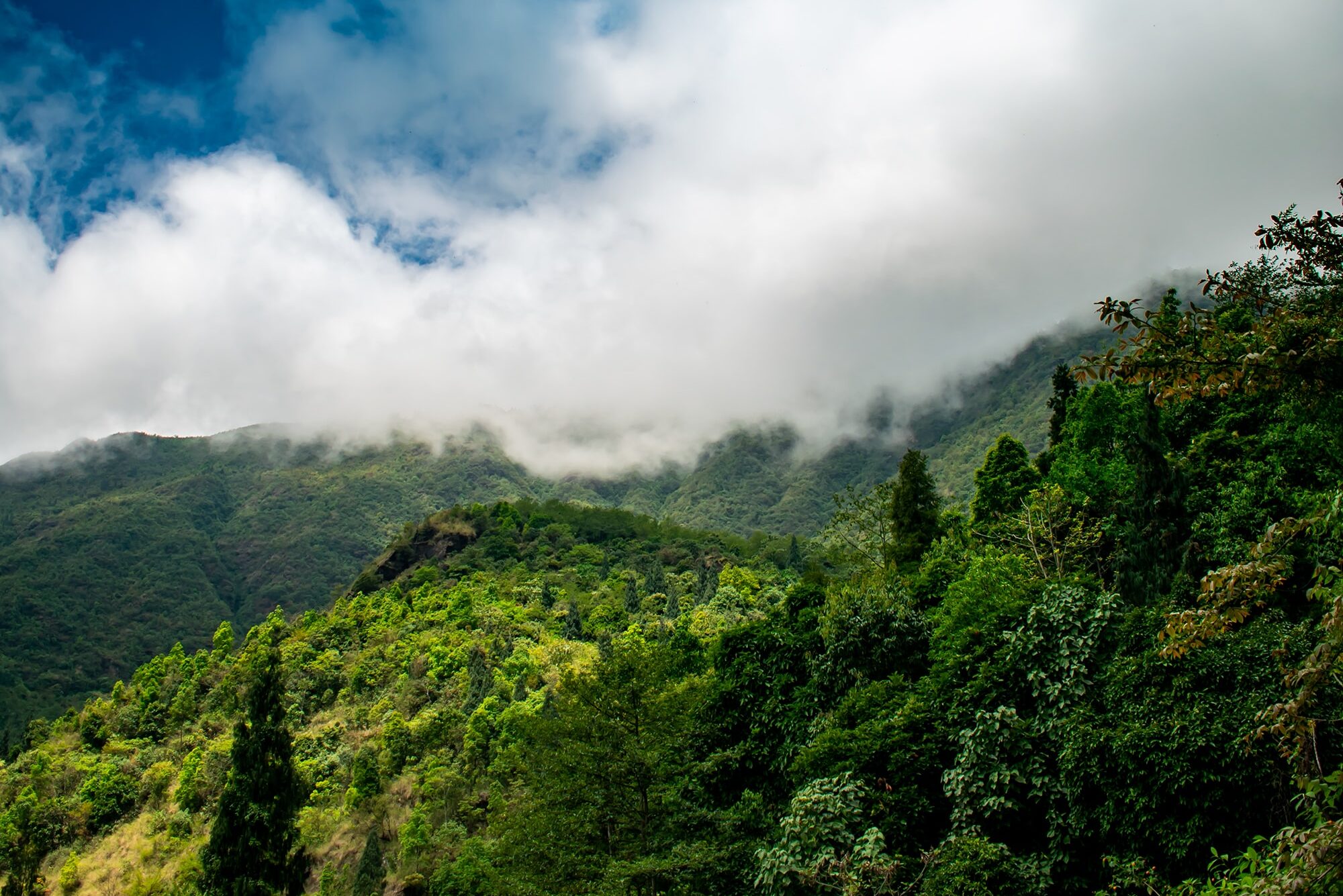 best homestays in Darjeeling