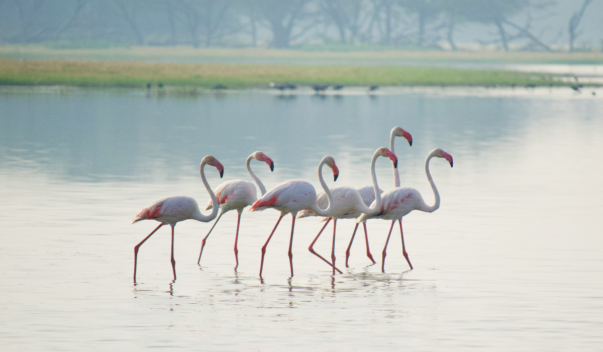 Check Out This Hidden Spot For Flamingos In Mumbai!