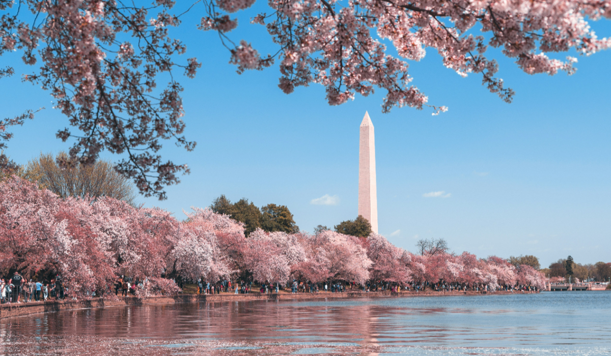 Best Cherry Blossom Festivals Outside Japan