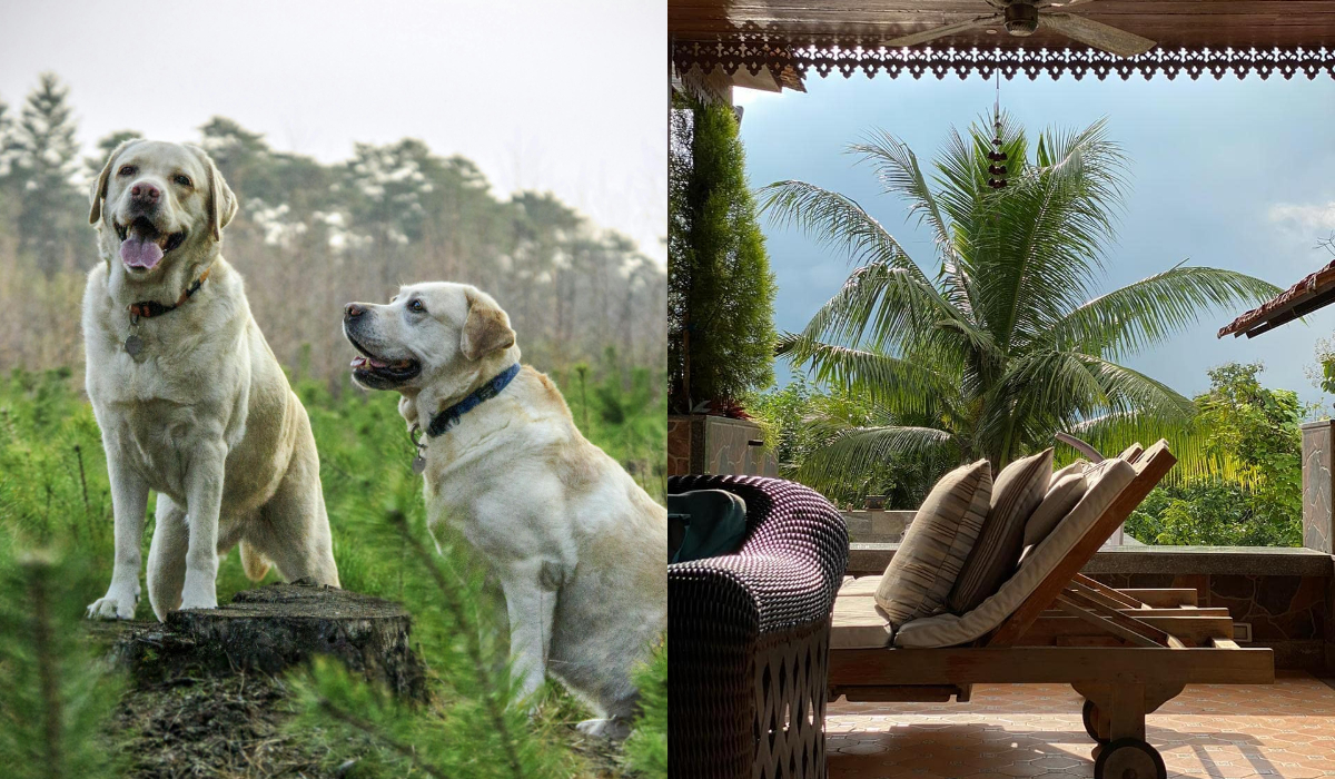 7 Pet-Friendly Staycation Spots Near Mumbai Your Furry Friends Will Love