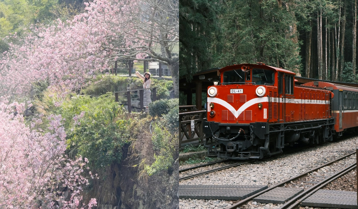 Cherry Blossom In Taiwan_ Best 2025 Viewing Spots & Times