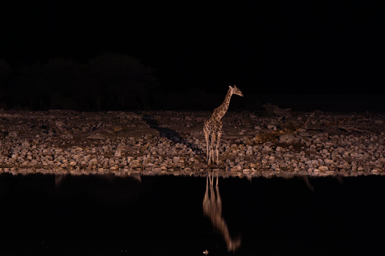 Night Safari Lucknow
