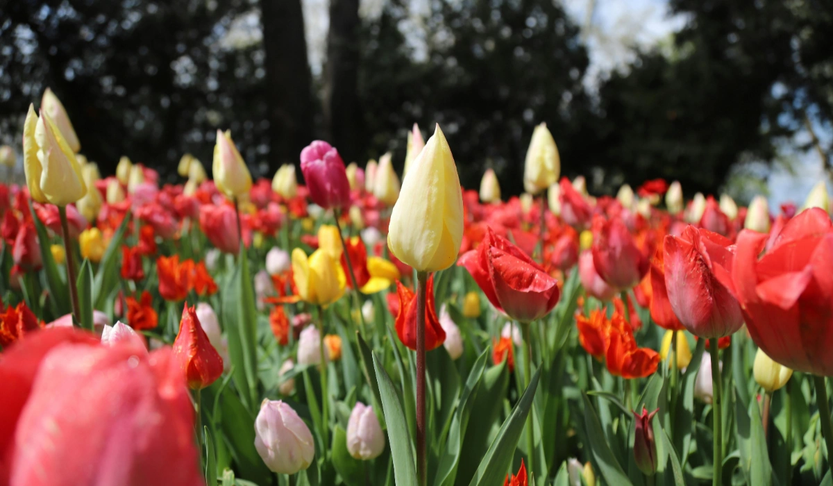 Tulip Garden Srinagar