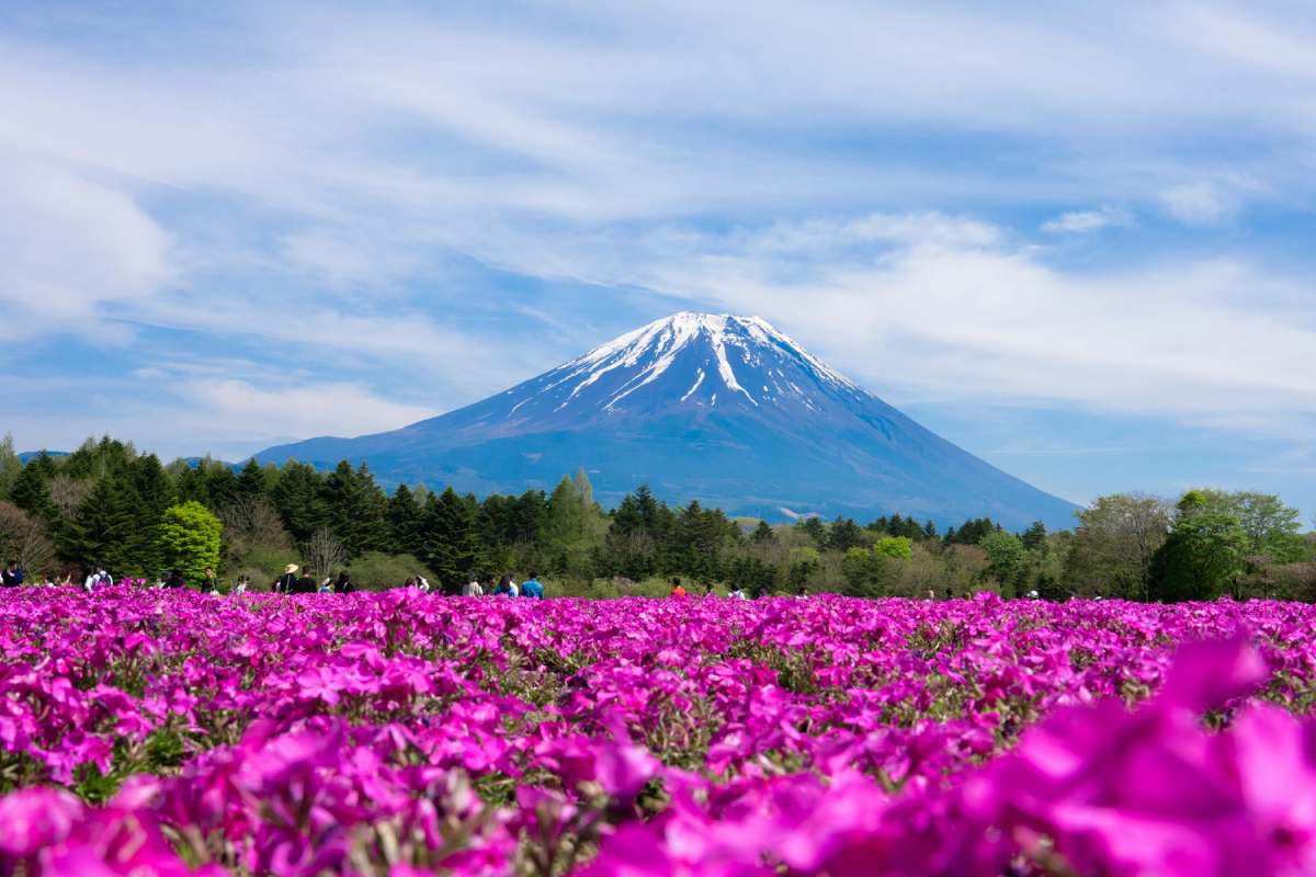 fuji shibazakura festival
