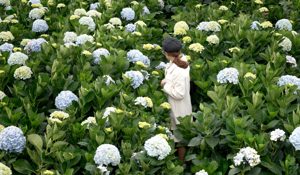 Jangsaengpo Hydrangea Festival