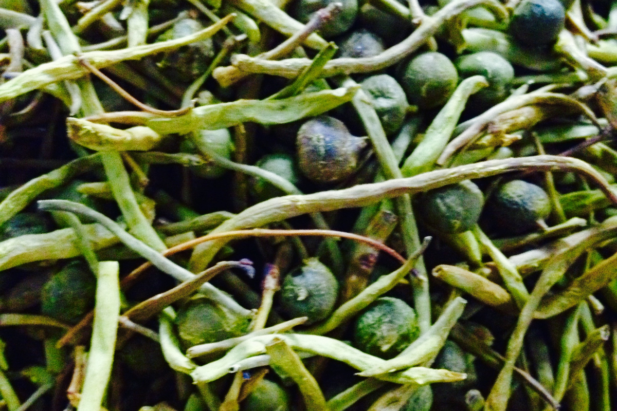 Sangri Bean