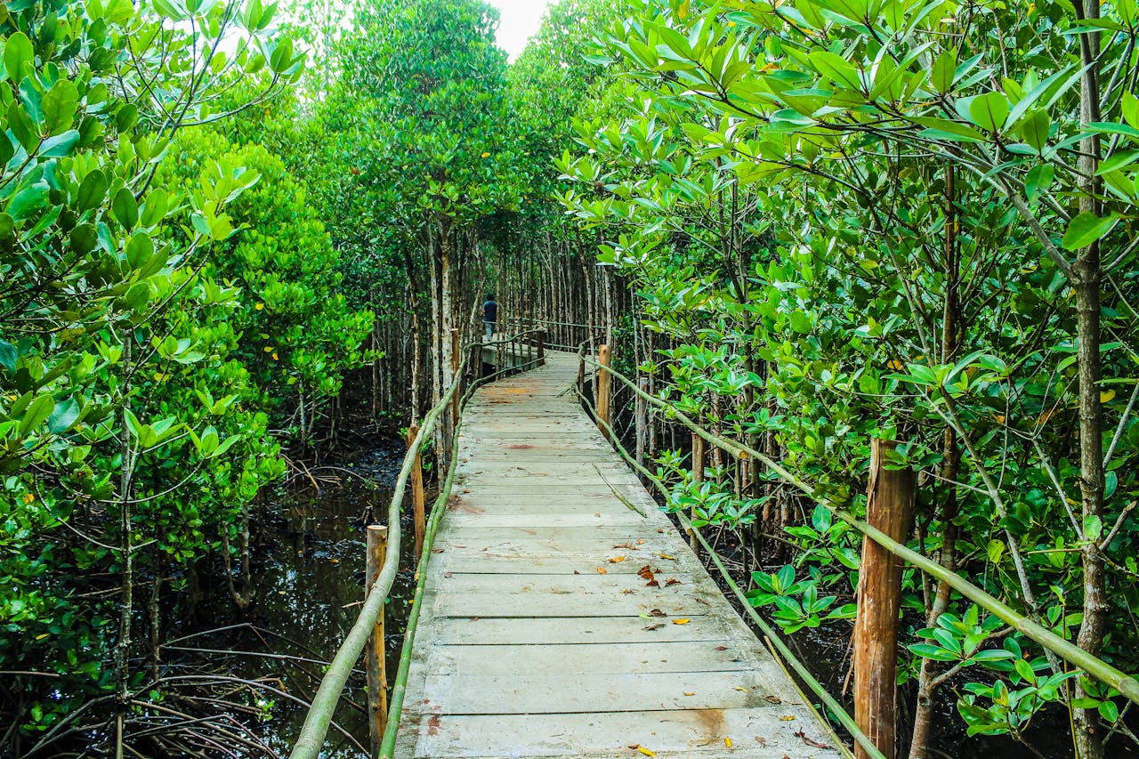 Navi Mumbai’s First Mangrove Parks