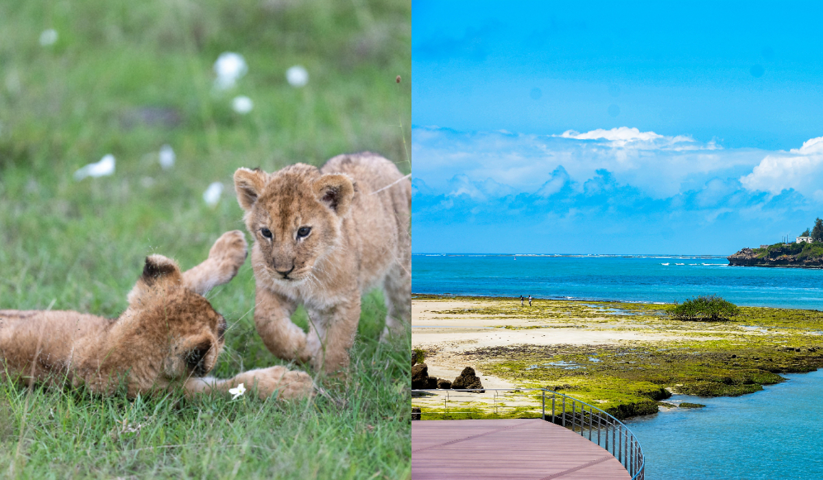 Kenya Trip Cost From India_ We Have A Budget Breakdown For You!