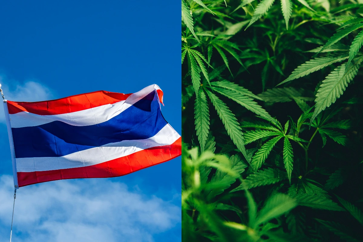 Thailand Reverses Course on Cannabis