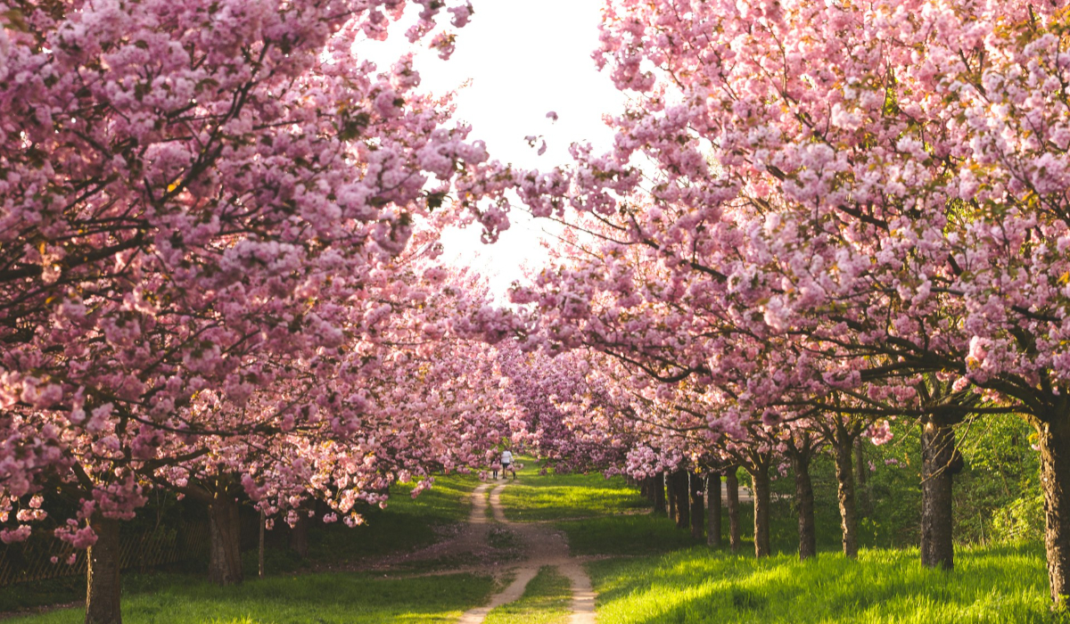 Nagaland Cherry Blossom Season feature image