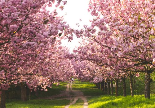 Nagaland Cherry Blossom Season feature image
