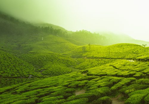 ooty-1