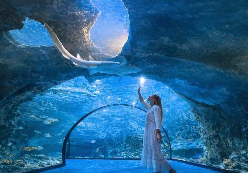 the national aquarium abu dhabi